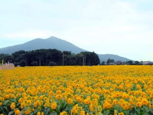 筑西コンパニオン宴会